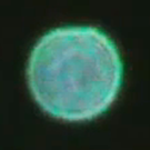 Το 'άστρο' του Μαϊτρέγια στη Γαλλία - Τουλούζη, την 31η Μαρτίου του 2012
